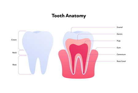 Tooth anatomy chart. Vector biomedical illustration. Cross section with text isolated on white background. Inner and outer teeth structure. Design for healthcare, dentistryのイラスト素材