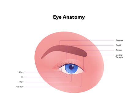 Human eye anatomy and vision medical infographic chart. Vector healthcare illustration. Front view with text on white background. Design for ophthalmologyのイラスト素材