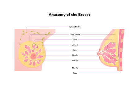 Human breast anatomy diagram. Vector flat medical illustration. Side and front view section chart isolated on white background. Design for healthcare, science, education.のイラスト素材