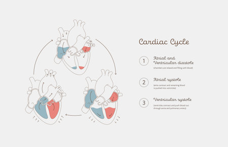 Cardiac cycle anatomy infographic. Vector color flat modern illustration. Heart organ and blood circulation anatomical chart. Number caption. Design for healthcare, cardiology, education.のイラスト素材