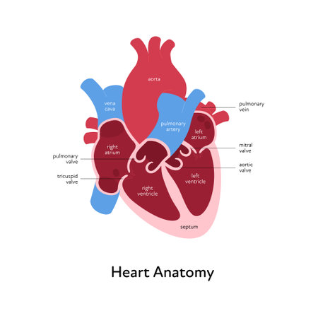 Heart anatomy infographic chart. Vector color flat modern illustration. Inner organ cross section with text caption anatomical diagram. Design for healthcare, cardiology, education.のイラスト素材