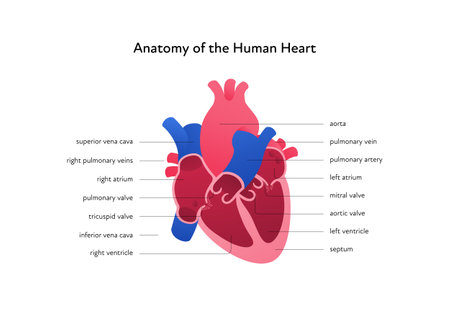 Heart anatomy infographic chart. Vector gradient color modern illustration. Inner organ cross section with text caption anatomical diagram. Design for healthcare, cardiology, education.のイラスト素材