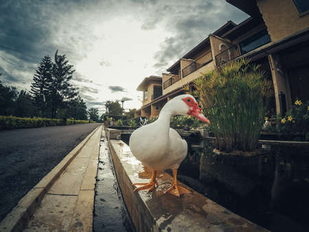 Duck in farmの写真素材