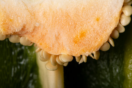 Green pepper texture as a background. A close shot of peppers and seeds. macro photo. Green peppers and seeds. Close-up.の写真素材