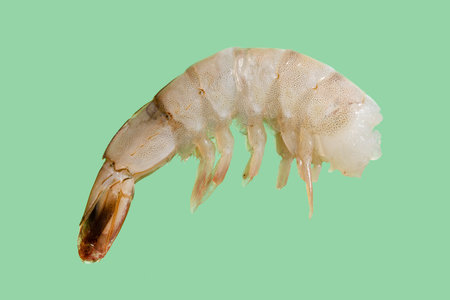 Prawn isolated on blue background , shrimpの写真素材