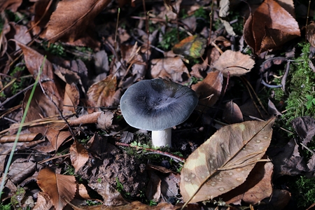 mushroomの写真素材