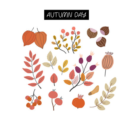 Hand drawn collection of autumn forest leaves, branches and berries isolated on white background. Set of fall botanical elements. Vector clipart.のイラスト素材