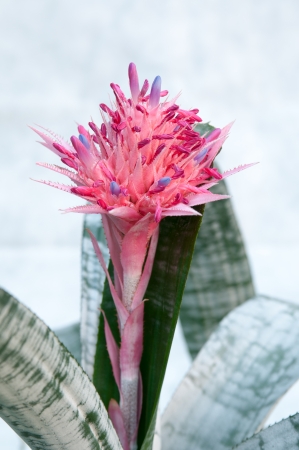 Aechmea fasciata  Bromeliaceae Pineapple の写真素材