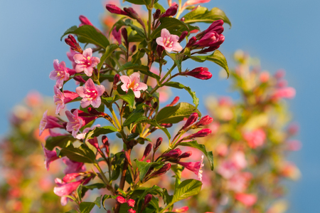 Weigela florida flowersの写真素材