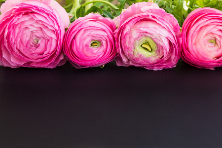 Pink ranunculus on a black surface with copy space