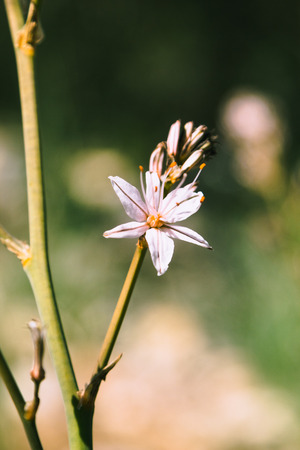 Branched asphodel in springtime, selective focusの写真素材