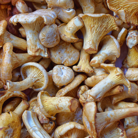 Wild edible mushrooms girolles chanterelleの写真素材