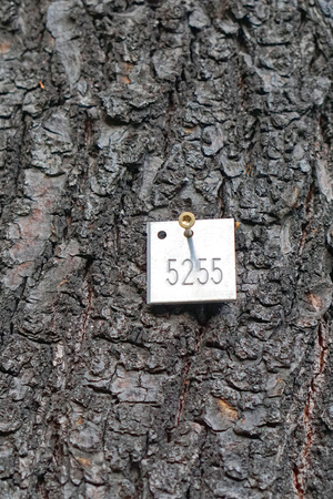 Tag with number at tree barkの写真素材