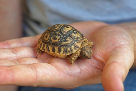 Small baby turtle tortoise in Kenyaの写真素材