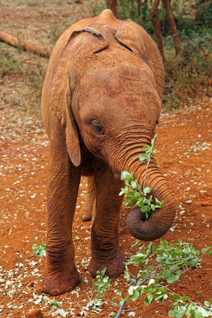 Small elephant eating leaves in Kenyaの写真素材