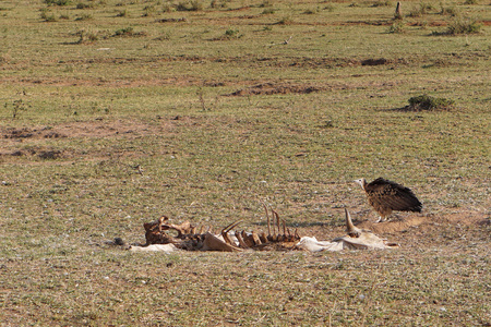 Vulture bird at carcass in Africaの写真素材