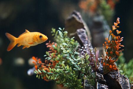 Gold fish in aquarium with aquatic plantsの写真素材