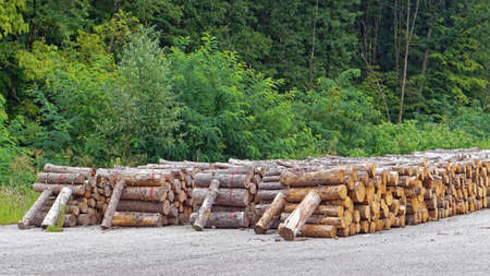 Stacked fire wood logs ready for winter cold