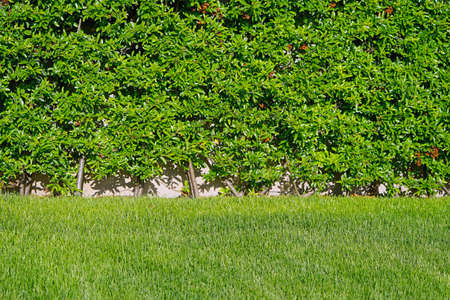 Green grass lawn field in parkの写真素材