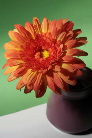 Orange flower in vase on green backgroundの写真素材