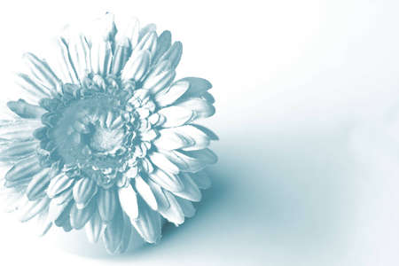 Background - Flower on light field in blue toningの写真素材