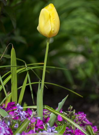 Yellow tulip. Green background. Violet flowersの写真素材