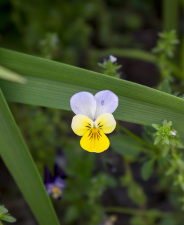 Yellow flower on green background.の写真素材