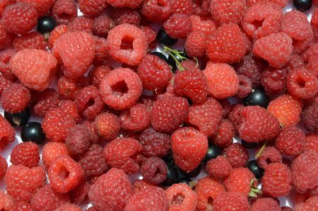 Background of raspberry and black currant close-up.