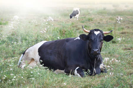 Closeup of a cow lying on the ground with other cows in the background on a bright day. の写真素材