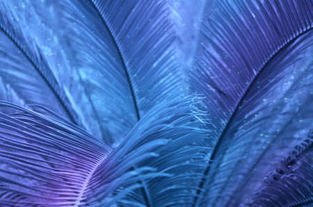 Tropical leaves at night in the shining moonlight on nature in blue and violet tones, close-up. Beautiful natural background with copy space. Imageの写真素材