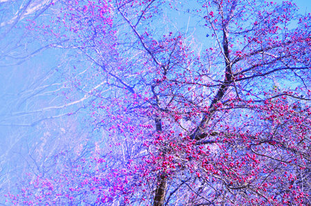Beautiful background with branches of trees and small pink apples against a bright blue sky...
