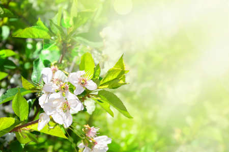 Sprig of cherry with flowers on a green background with blurred foliage and sunlight.