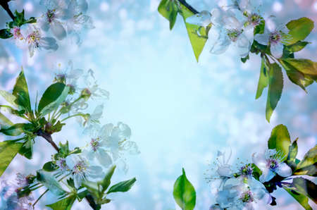 Spring border with cherry blossoms on blurred abstract blue background.の写真素材