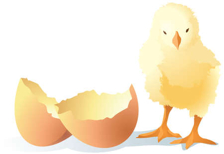 Yellow little chicken near the eggshell isolated on white background. Easter theme. Vector.のイラスト素材
