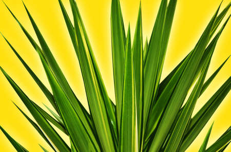 Abstract green tropical leaves like rays on a yellow background. .Beautiful natural background with...