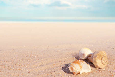 Close-up of seashells lie on the sand, and in the background the sea and the sky. Image