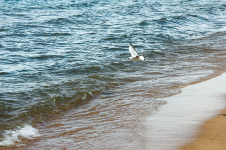 Seagull flying over the lake baikal sea and beach searching for food. Marine landscape with flying gull bird near the stormy seaの写真素材