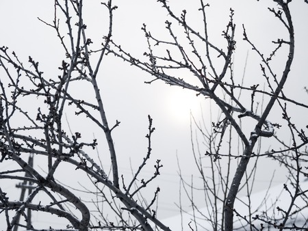 Dark winter tree branches withount leaves on the grey sky background. Naked plum tree brunches and...