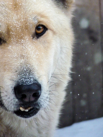 Close-up white village watchdog with overshot fang in winter snow. Winter shot of friendly looking dog with beige fur standing under the beautiful falling snowの写真素材