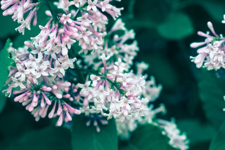 Closeup shot of white and violet lilac flowers on a tree. Contrast summer composition, concept of blooming, freshnessの写真素材