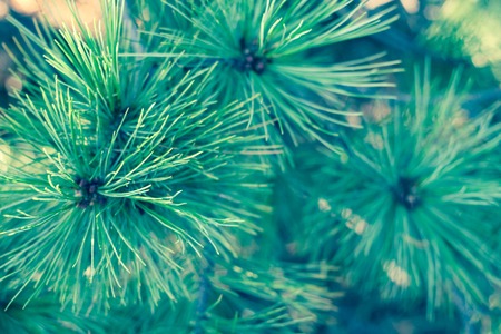 Abstract background with green long cedar needles. Bright holiday wallpaper with coniferous tree...
