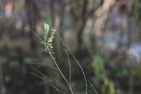 Abstract background with alone grass branch with white blossoms on gray and green blurred forest background. Concept of new life, loneliness, beginningの写真素材