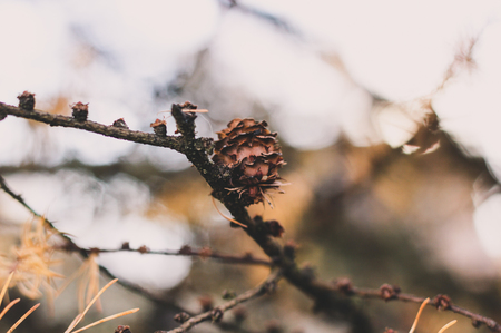 Autumn photo of naked spruce coniferous branch with one small cone in yellow and brown colors. Concept of loneliness, ageing, timeの写真素材