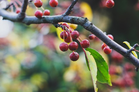 Closeup of autumn single rowan tree branch with red berries and green leaves with blurred place for...