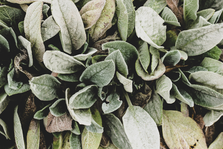 Abstract close up of plant with big green shaggy lambs ear leaves. Botany background with Stachys...