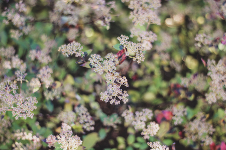 Close up blurred image of hoya memoria light pink flowers on green leaves background. Blooming flower with many small white blossoms and five triangle petalsの写真素材