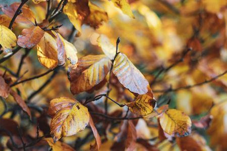 Bright autumn background with orange leaves mess of european elm or birch in sun beams. Sunny closeup orange and yellow greenery photo with blurred and focus partsの写真素材