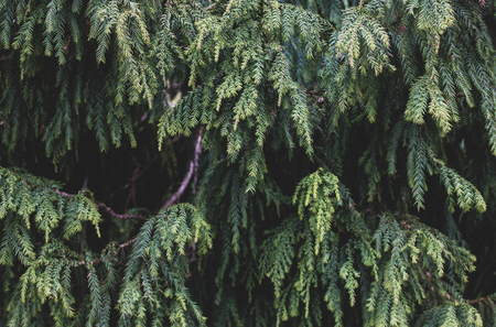 Green background with mess of Thuja tree branches, with focus and blurred parts. Wallpaper full of evergreen coniferous Platycladus orientalis trees needles with dark and light partsの写真素材