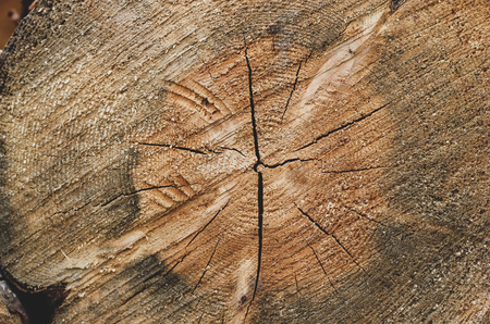Closeup of old single round sliced wood log with growth rings, cracks and scratches. Brown wooden background with cutting tree trunk, country concept for warm winter stove heating, sauna, bath houseの写真素材