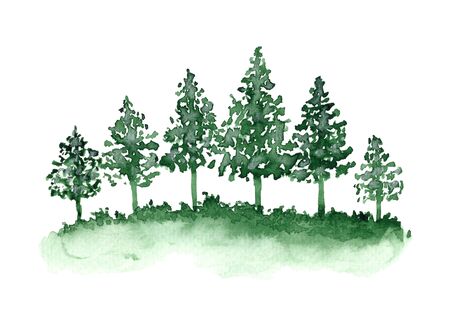 Beautiful watercolor background with green coniferous firs forest and grass. Shiny sunny fir or pine trees illustration for spring nature cards and banners design, isolated on white backgroundの写真素材